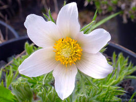 Pasque Flower White - Perennial Alpine Flower - Af 50 Seeds - £3.50 GBP