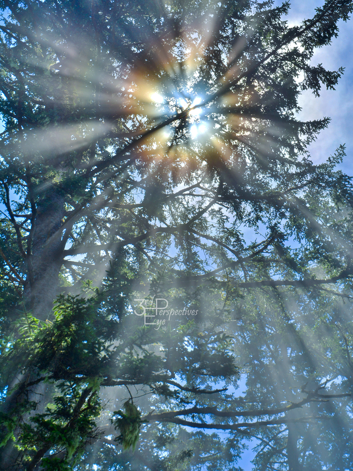 Oregon Coast Trees, Abstract Nature Art - Fine Art Photo on Metal, Canva... - $31.50+
