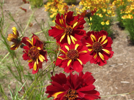 50 Coreopsis Roulette Bi-Color Re-Seeding Seeds Annual Flower - £14.20 GBP