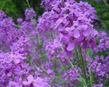 500 Dames Rocket (Danask Violet) Hesperis Matronalis Dame&#39;S Purple Flowe... - $8.99