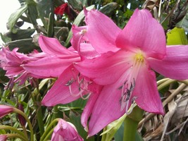 Pink LILY 2 BULB BAREROOT - $11.88