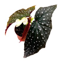 Harmony&#39;s Quasimodo Angel Wing Hybrid Cane Begonia Latest Cultivar in a ... - £182.58 GBP