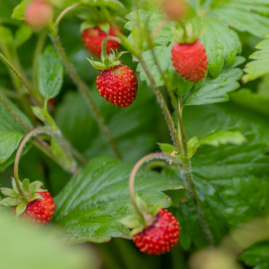 Fast-Growing! 100+ Seeds of Delicious Alpine Strawberry Fragaria Vesca V... - $11.99