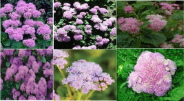 Pink Ageratum Pretty Perennial Flower Over 25 Seeds Garden Beautiful USA Seller - $8.97