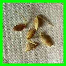 ARGAN 100 psc New Harvest Seeds Argania Spinosa From Morocco Argania Spinoza Nut - £22.98 GBP