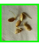 ARGAN 100 psc New Harvest Seeds Argania Spinosa From Morocco Argania Spi... - $29.21