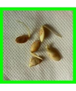 ARGAN 100 psc New Harvest Seeds Argania Spinosa From Morocco Argania Spi... - £23.32 GBP