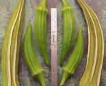 25 Louisiana Longhorn Cowhorn Okra Seeds Heirloom Non Gmo Fresh Fast Shi... - $8.99