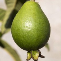 Tropical Seeds Psidium Guajava 20 Seeds Tropical Apple Guava Fast Ship Fresh USA - $17.68