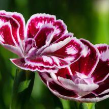 Colorful Carnations Dianthus Caryophyllus Cut Flowers - 100 Seeds - $8.65