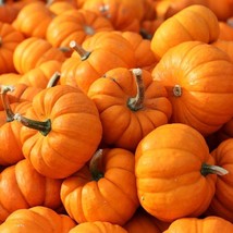 20+ Jack Be Little Pumpkin Seeds NON-GMO Pumpkin Seeds Heirloom Garden S... - $3.15 CAD