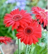 100 PCS Seeds Gerbera Red African Transvaal Daisy - $19.92