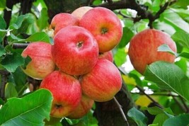 BStore 25 Seeds Red Delicious Apple Tree Seeds - £6.82 GBP
