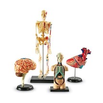Learning Resources Anatomy Model Set  - $229.00