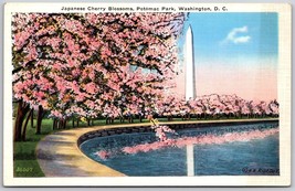 Japanese Cherry Blossoms Potomac Park Washington DC Vintage Postcard - £6.24 GBP