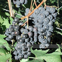 Bellfarm Bluebell Blue Juice Grape 100 Seeds Fresh Seeds - £6.82 GBP