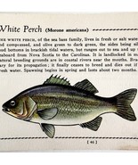 White Perch 1939 Fresh Water Fish Art Gordon Ertz Color Plate Print PCBG20 - $570.01 MXN