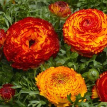 Ranunculus Mache Fire 25 Pelleted Fresh Seeds USA Seller - £13.30 GBP