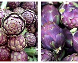 20 Seeds Artichoke Purple Violet De Provence Vegetable - $28.93