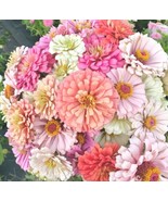 ZINNIA - Pastel Shades 110 Seeds+FREE SEED Offer - £5.47 GBP