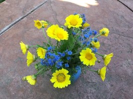 THJAR Flowers of Ukraine Flag Blue and Butter Yellow Seeds Forgetmenot a... - £4.01 GBP