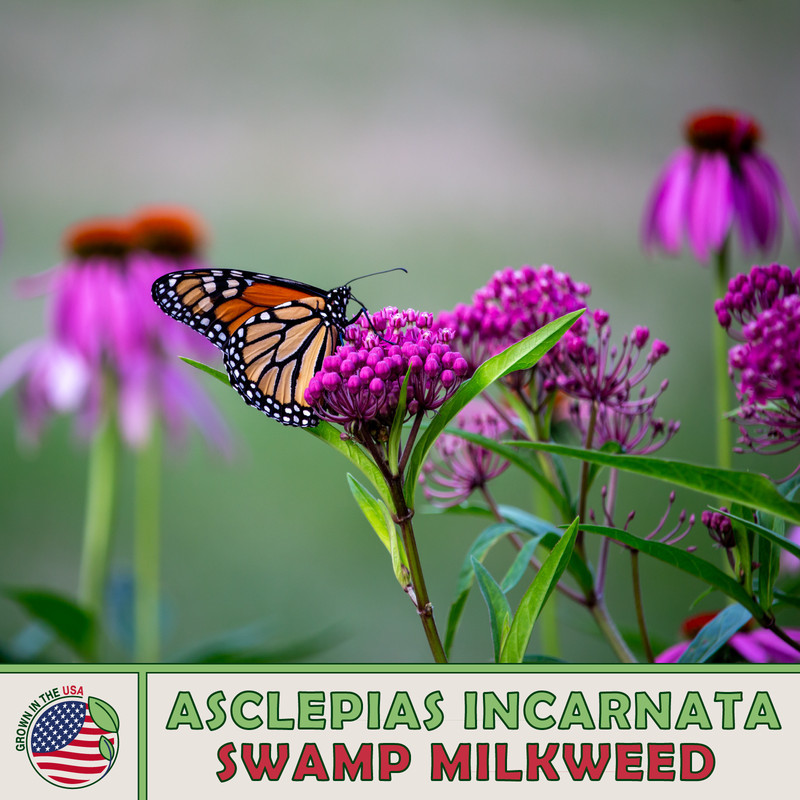 KKG 200 Swamp Milkweed Seeds Monarch Butterfly & Pollinator Attractor ...