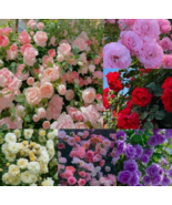 VN 20 Seeds Climbing Rose Seeds Mixed Color For Planting Rose Home Garde... - $12.10