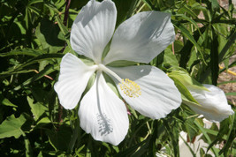 Hibiscus Coccineus Alba White Texas Star Hibiscus Seeds Fresh Seeds Fast Shippin - £12.35 GBP