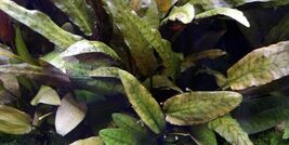 CRYPTOCORYNE TROPICA 1 POT -Freshwater Aquatic Live Plants  - $4.94