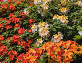 MIXED HYBRIDS RHODODENDRON spp Mixed Colors Flower Sun Shade Bush Shrub ... - $9.99