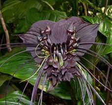 AF - 5 to 50 Seeds Tacca Chantrieri - Black Bat Flower - Black Orchid - Very Fre - £8.81 GBP