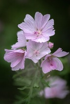 30 Appleblossom Pink Malva Seeds Perennial Flower - £14.30 GBP