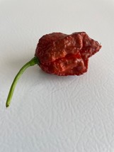 10 Chocolate 7 Pot Pepper Supper Hot Heirloom Bulk Seeds - $196.53 MXN
