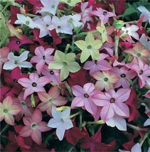 Thjar 100 Mixed Colors Nicotiana Alata (Ornamental Flowering Tobacco) Flower Se - £3.96 GBP