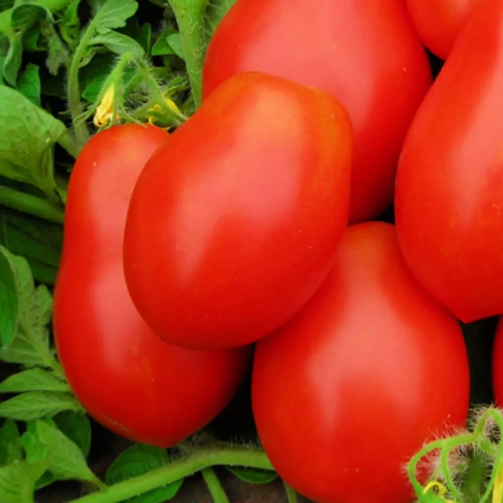 US Seller 250 PCS seeds Roma VF Tomato Seeds NON-GMO Heirloom Fresh Vege... - $9.48