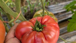German Pink Heirloom Tomato Seeds – Sweet, Meaty, Large Fruit – Indeterm... - $3.33+