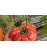 German Pink Heirloom Tomato Seeds – Sweet, Meaty, Large Fruit – Indeterm... - $4.67 CAD+