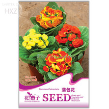 Calceolaria Purse Flower Original Package 30 seeds - £7.06 GBP