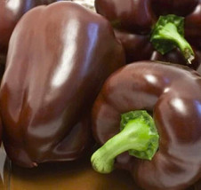 BPA Sweet Chocolate Bell Pepper Seeds 50 Seeds Non-Gmo From US - £6.27 GBP