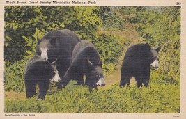Great Smoky Mountain Nat&#39;l Park Black Bears Tennessee Linen Postcard Unp... - £7.83 GBP