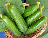 30 Seeds Wisconsin Smr 58 Cucumber Seeds Non-Hybrid Summer Vegetable Gar... - £7.22 GBP