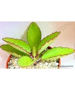 Semilir 4&quot;&quot; Pot Plant Bryophyllum Pinnatum Kalanchoe Pinnata Miracle Lea... - €36,44 EUR