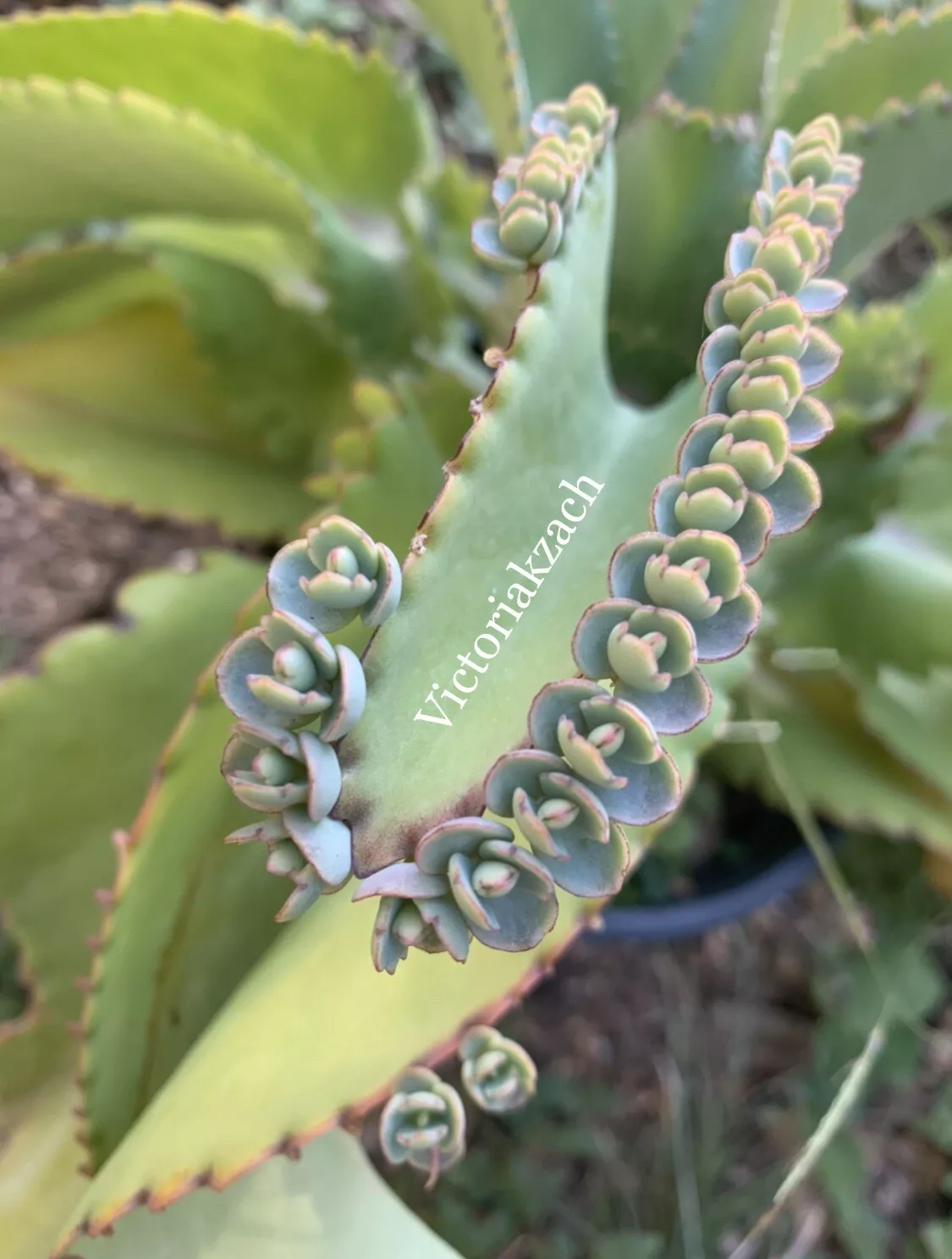 50+ Mother of millions Thousands Kalanchoe Succulent Mexican Hat Plant C... - $25.08