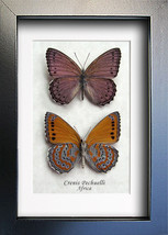 Set Crenis Sallya Pechuelli Meadow Wanderer Real Butterflies Entomology Display  - £70.24 GBP