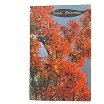 Postcard Royal Poinciana Tree Flame Tree Florida Chrome Posted - £5.48 GBP