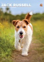 Jack Russell Calendar 2026 - $19.99