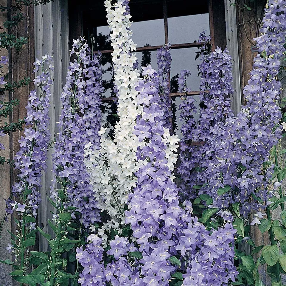120 Seeds Campanula Pyramidalis Chimney Bells Violet Blue Perennial Flower - £7.72 GBP