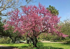 Cercis Siliquastrum Judas Tree Love Tree 5 Seeds USA Garden - £13.71 GBP