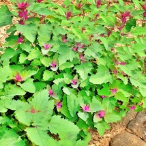 Fresh USA Seller Magenta Spreen Lambsquarters Organic Gardening - $17.56