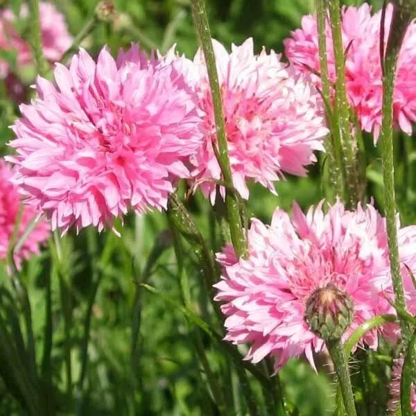 50 Pink Ball Bachelors Button Seeds Seed Flower Flowers 605 Fresh - £6.17 GBP